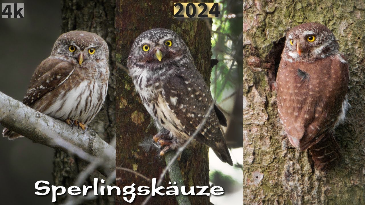 Sperlingskauz - Jahr 2024