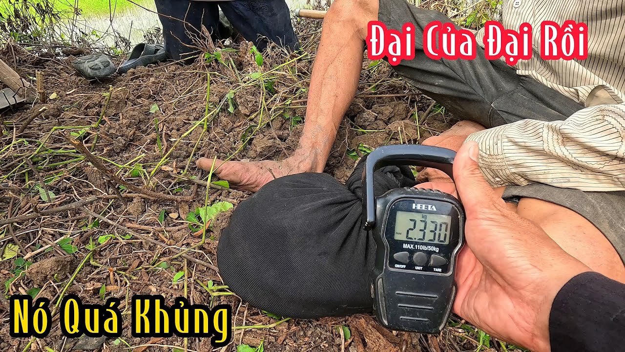 Kỷ Lục Con Vàng Con Đen Nó Loại Đại Của Đại Quá Kinh Khủng | Mười Thương Săn Bắt