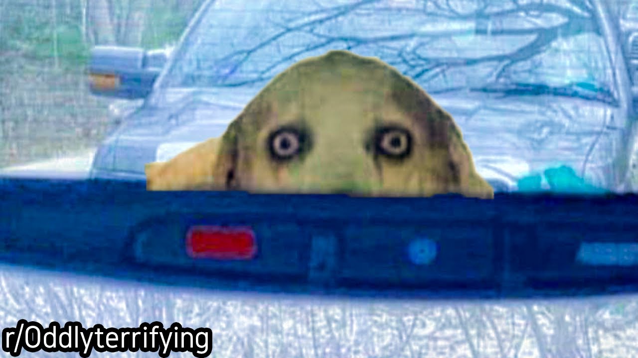 r/Oddlyterrifying | I don’t Own a Dog…