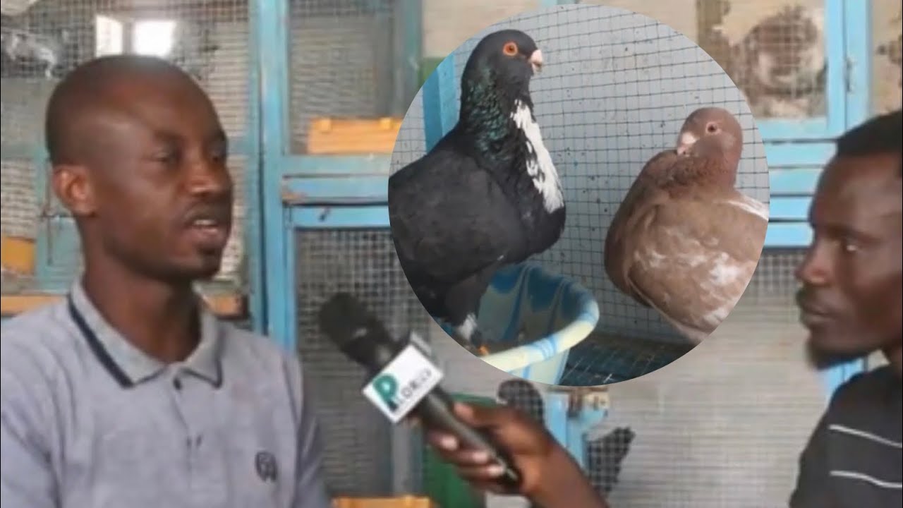 BOROM DIOUR GUI AK LINE LE BOSS Septième Numéro chez Ousseynou Diakhaté Thies