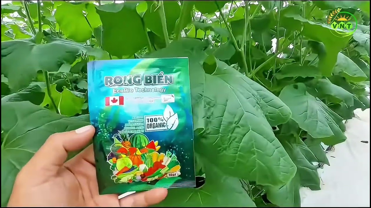 Làm thế nào để cây dưa lưới có bộ rễ to, lá xanh và trái đẹp