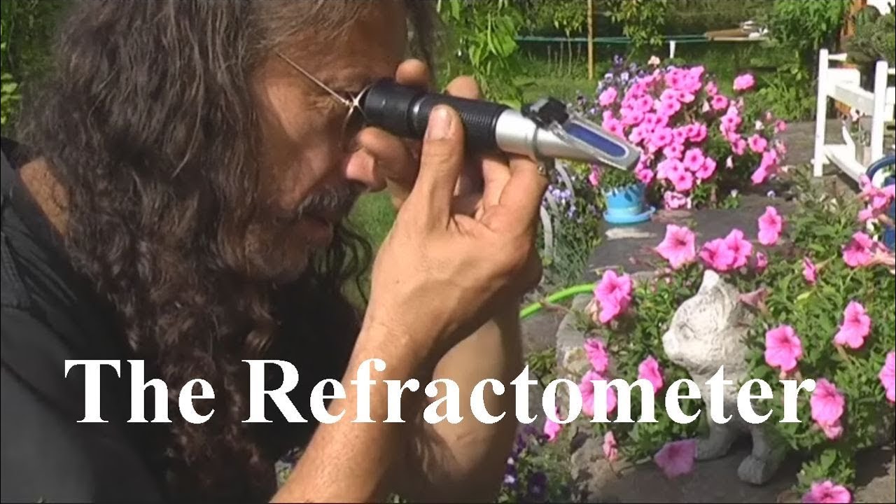 Rose Quartz Multiflora - Measuring the sweetness of a tomato