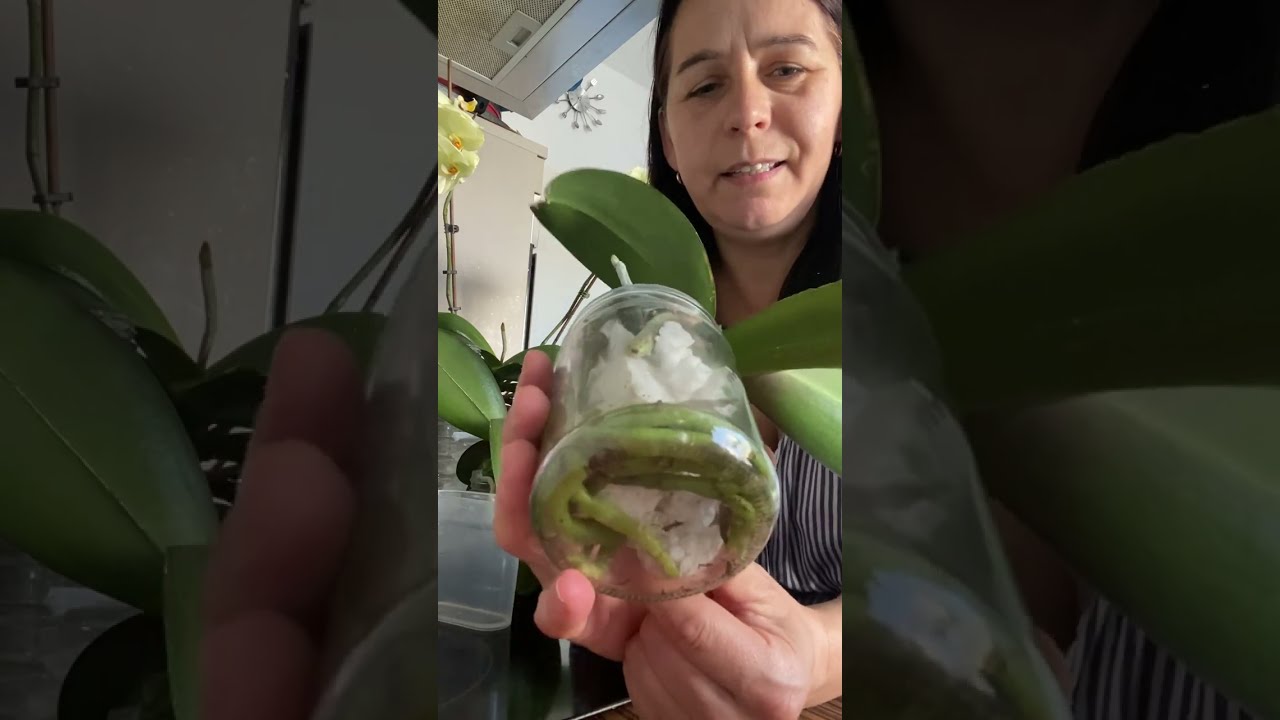 ВАЖНЫЕ СОВЕТЫ, как ПРАВИЛЬНО поливать Орхидею