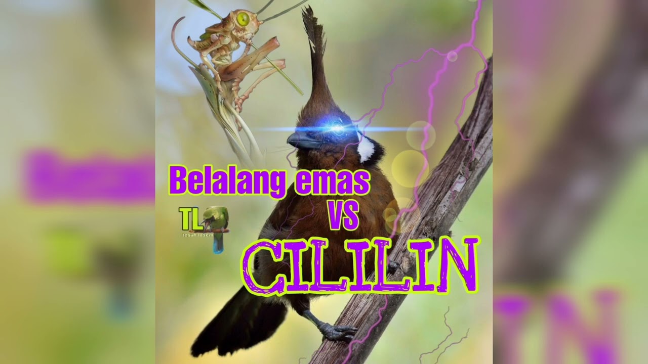 Masteran cililin & belalang emas volume jernih