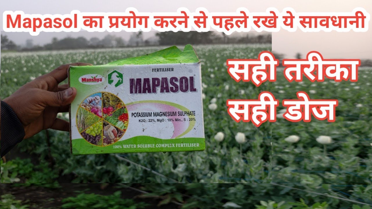 अमल में mapasol का उपयोग करने से पहले रखे ये सावधानी/ Mapasol kab dale or Kitna dale/Mapasol mansya 