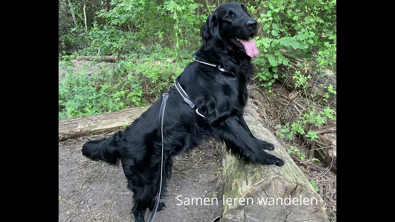 Eurodog Kwispelcoach
