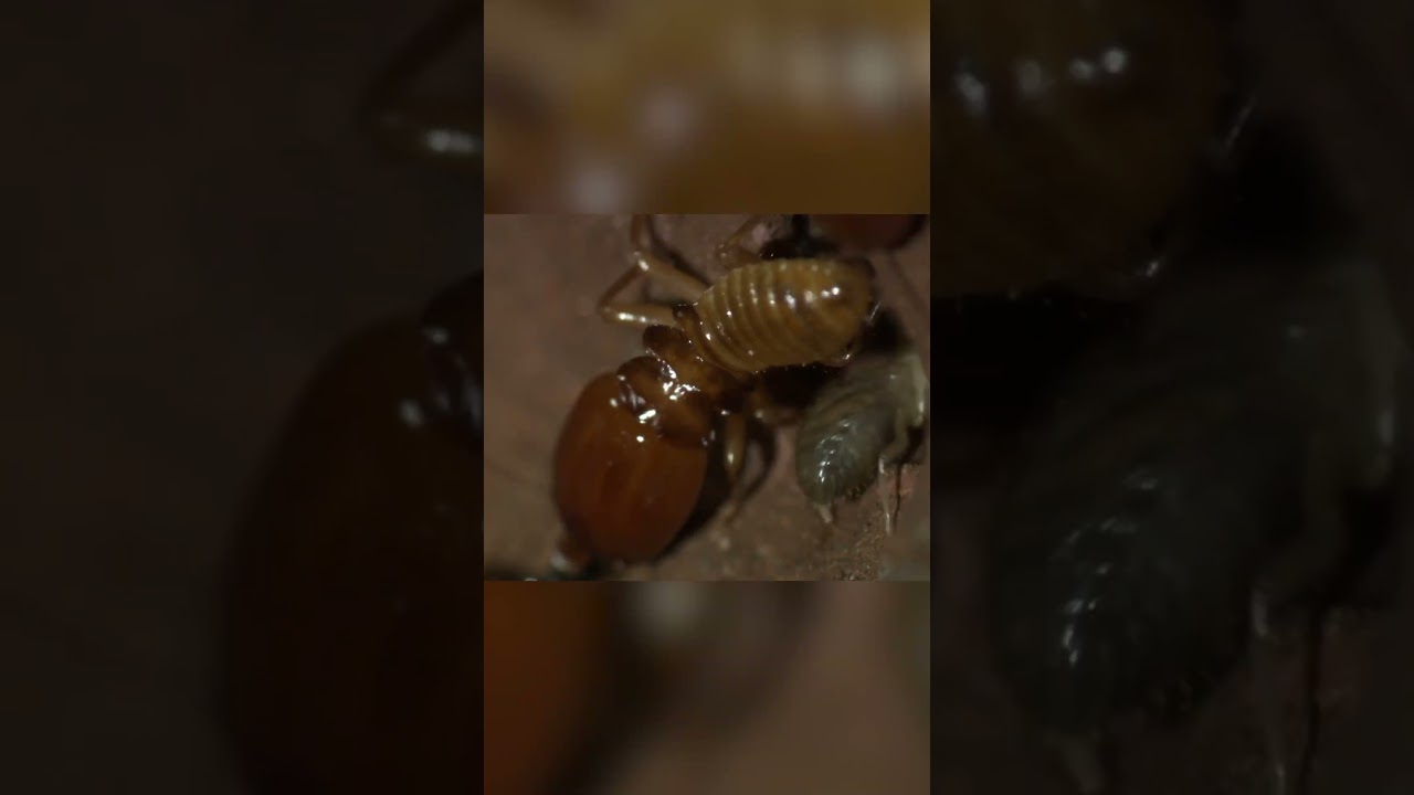 The queen termites lays 150 million eggs! 🥚 | Freaky Creatures | Nat Geo Kids