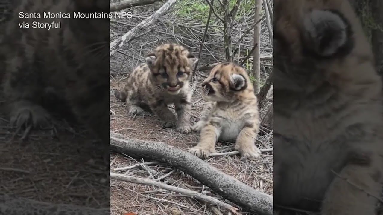Group seeks ban on trophy hunting of mountain lions, bobcats in Colorado