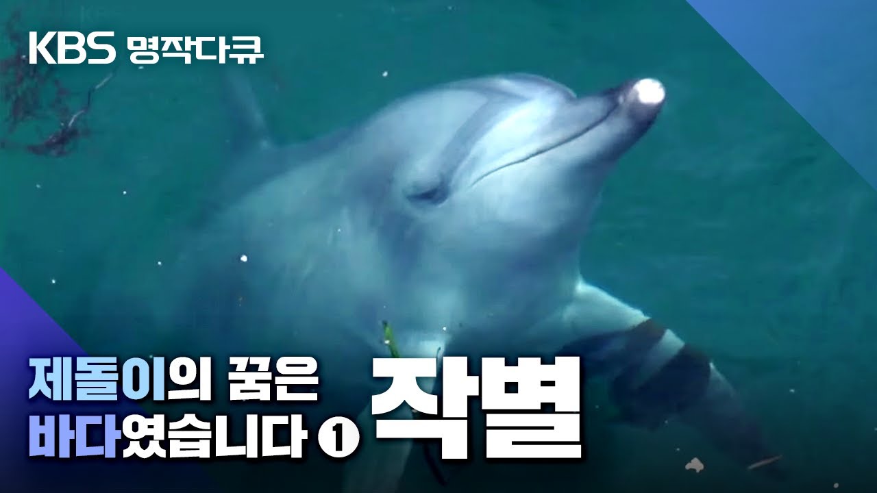 [명작다큐] 제돌이의 꿈은 바다였습니다 1부_작별