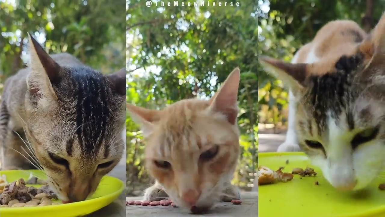Three Cats Eating Moments ✨🐈 #cat #food #nature #asmr