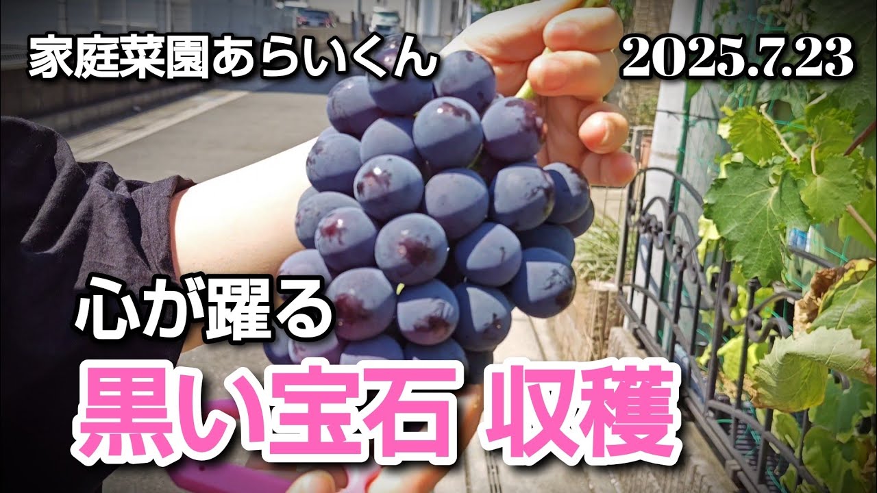 【黒系ぶどうメイン、シャインマスカット】第１８７回、収穫前の観察と７月暑さ対策【家庭菜園】