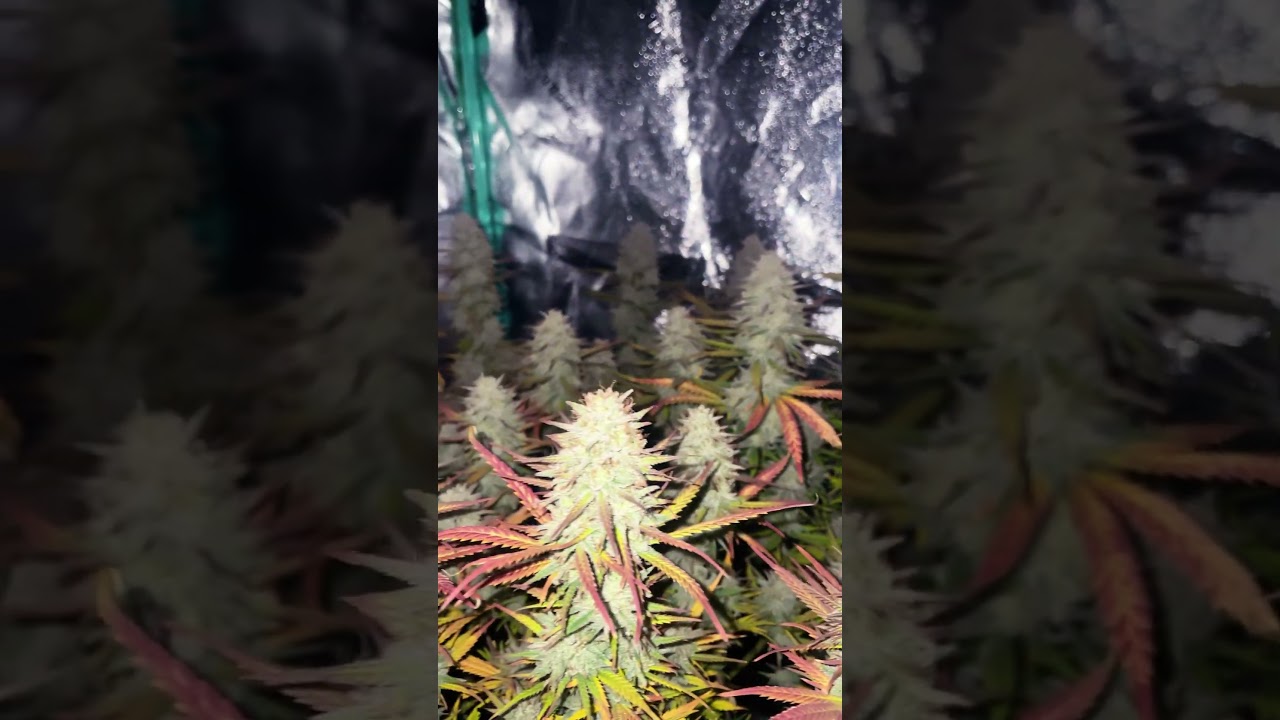 Almost time✂️✂️✂️. Orange Punch x Mimosa Evo