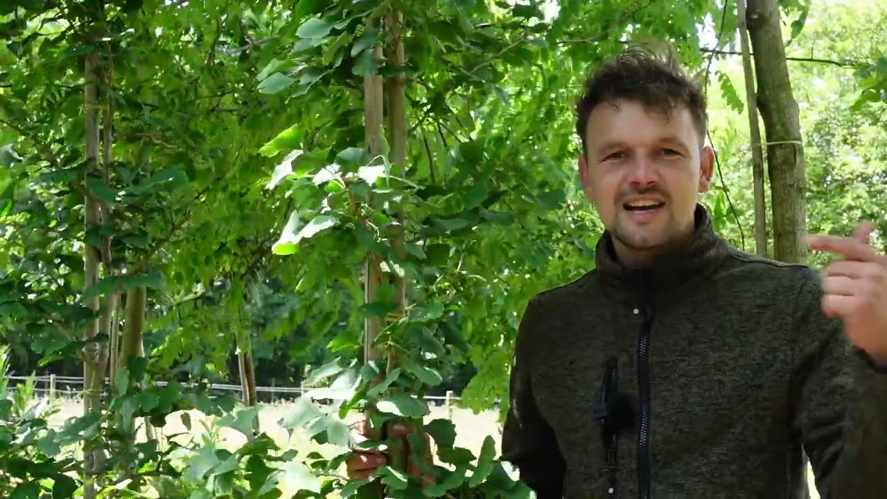 Ginkgo biloba de Japanse notenboom informatie en soorten