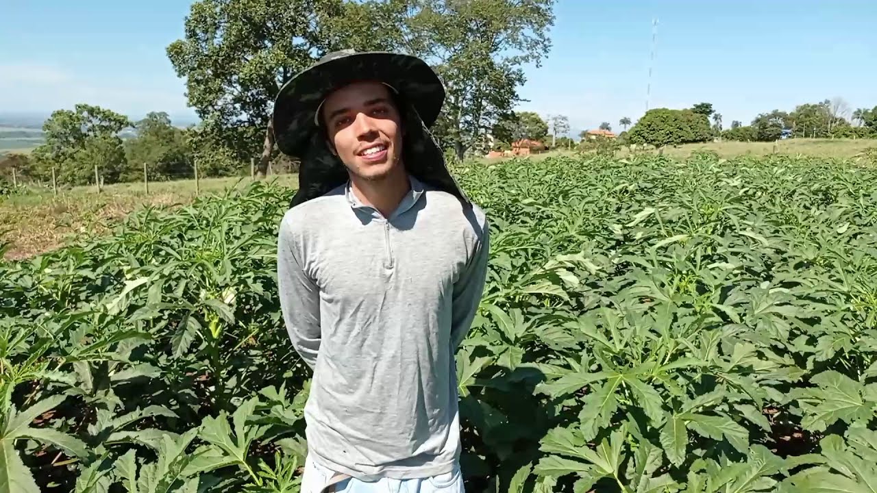 332 - Lavoura de quiabo, produção precoce, alta produtividade livre de Agrotóxicos