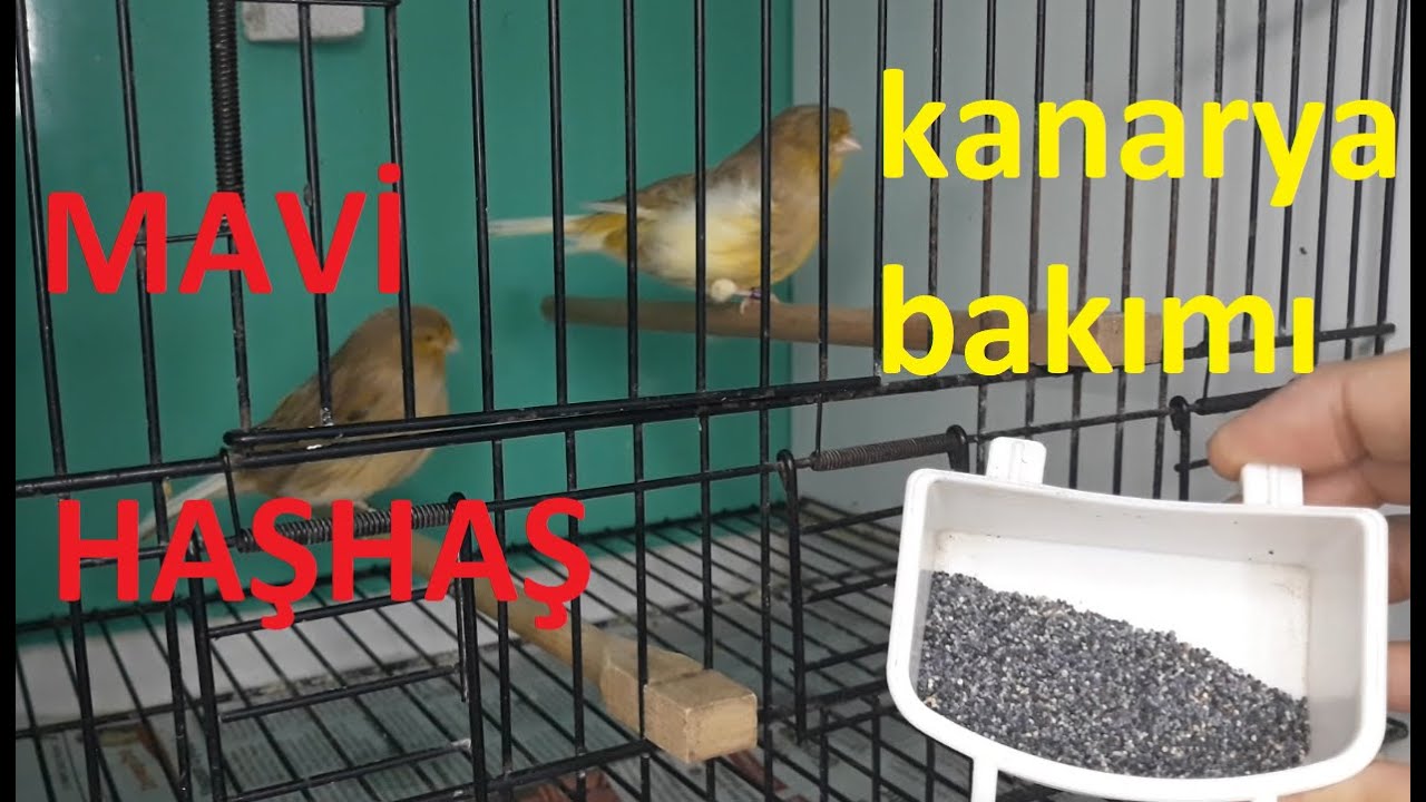 Kanarya Bakımı Kuşlara Mavi Haşhaş Verilmesi(Mavi Haşhaş Tohumunun Faydaları Nelerdir)