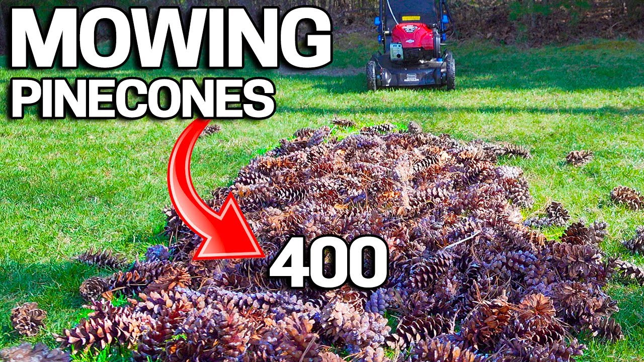 What Happens When you Mow 400 Pinecones? Toro