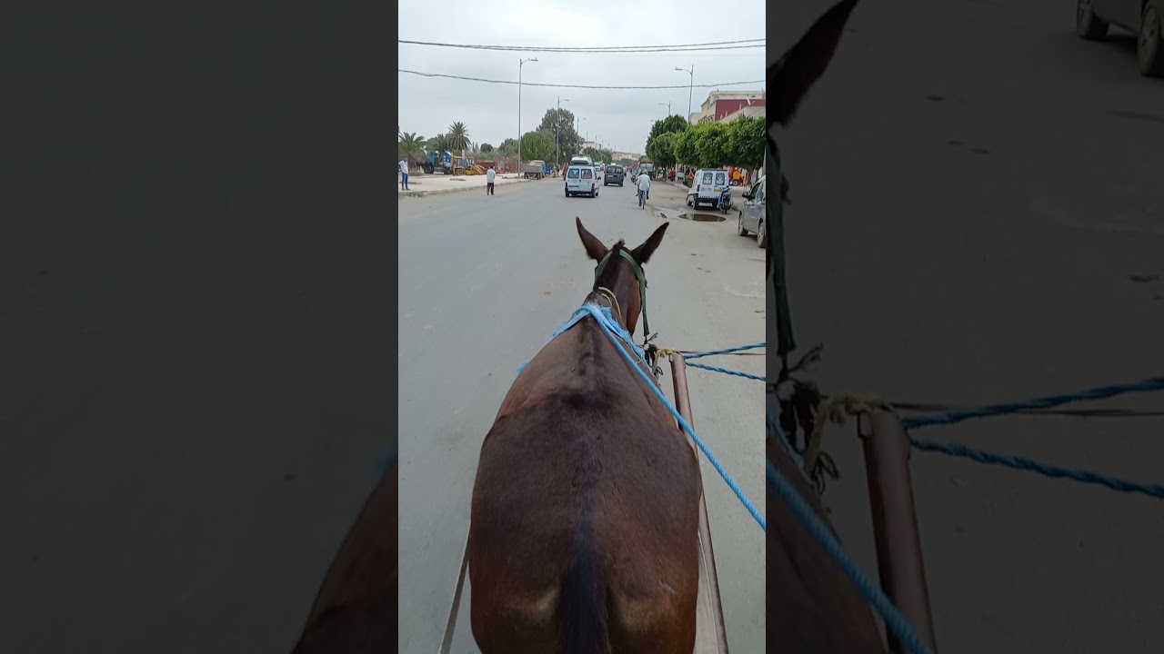اجي تشوف وسيلة النقل 👌 التوصيل   .. إلي السوق الأسبوعي الخنيشات 💙 ♥️السبت 👉💰🐎إلي  ازقة ألخنيشات💙