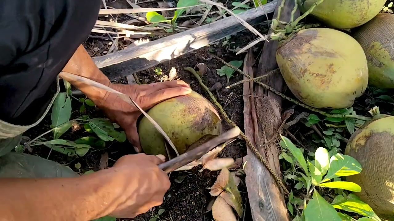 Простой способ очистить кокос @limpernature