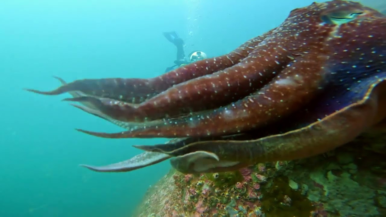 Cuttlefish Encounter