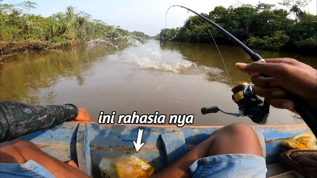 gara gara pakai umpan ini pemancing sampai kewalahan di tarik ikan terus menerus