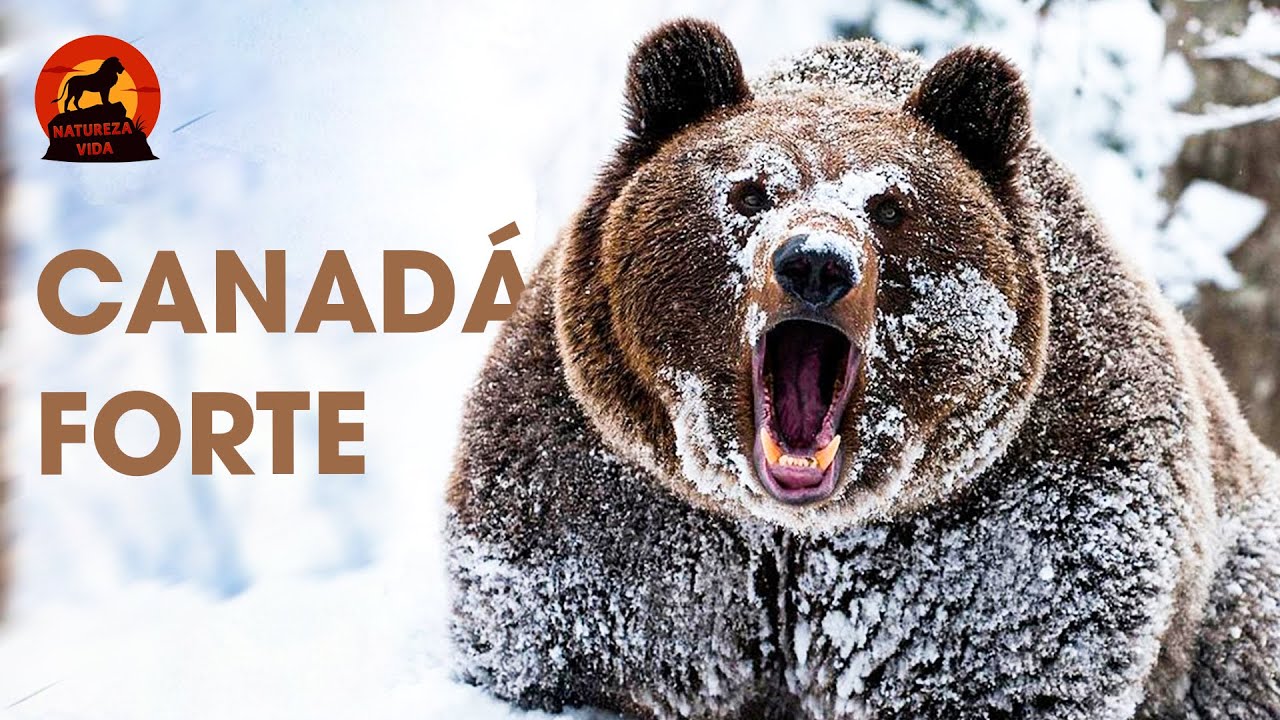 CANAD&Aacute; | Explorando os Gigantes da Natureza | Document&aacute;rios animais