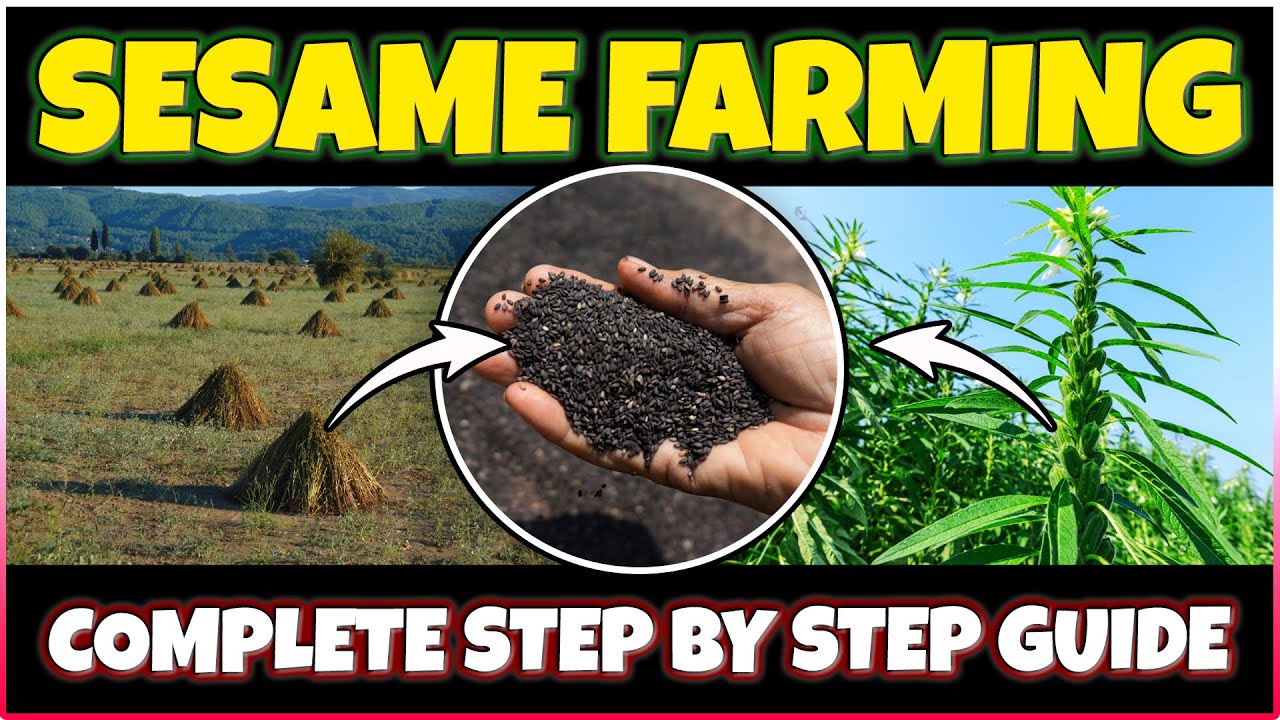 Sesame Cultivation: Planting, Care, Harvesting | How to grow Sesame seeds at Home | Sesame Farming