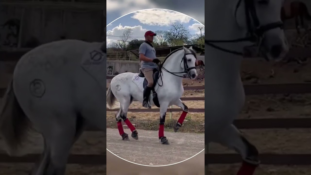 Hermoso caballo espa&ntilde;ol #caballos #caballosbailadores #caballosbailadores