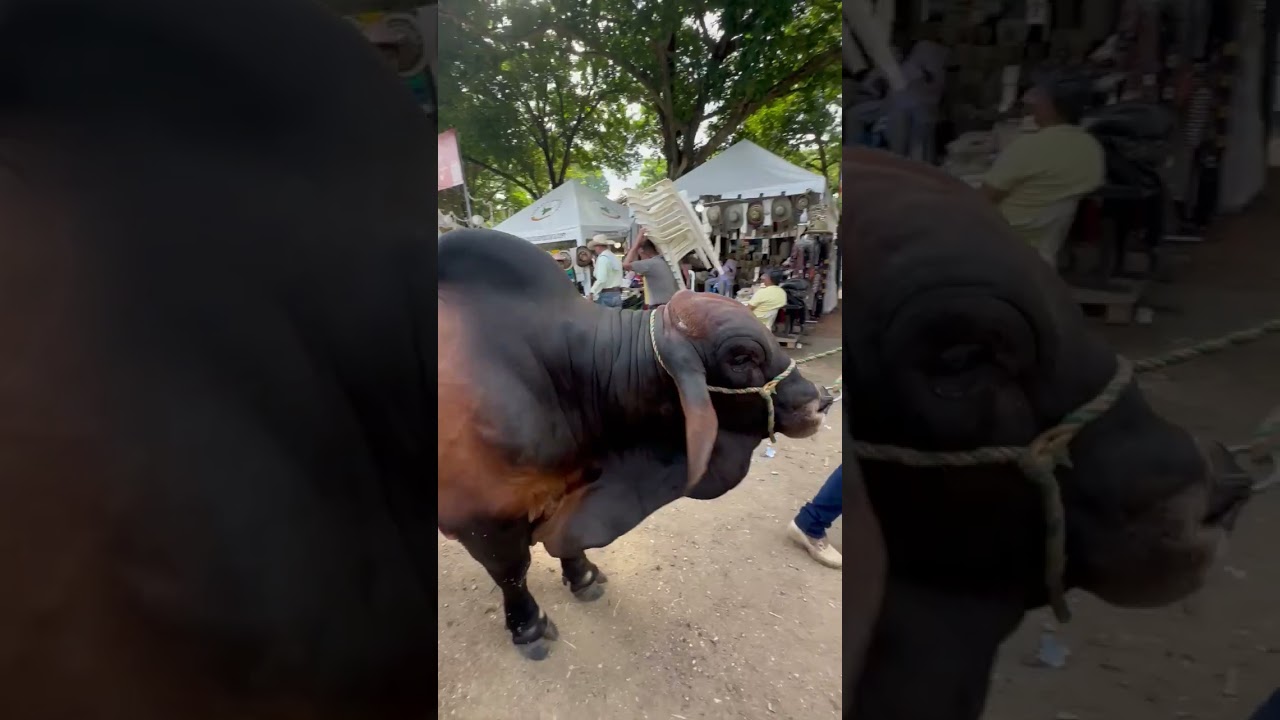 Feria de Montería - Brahman
