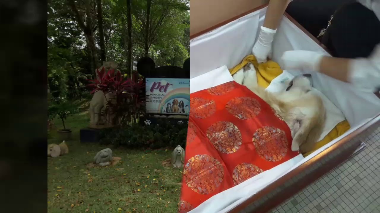 MY PET'S FUNERAL