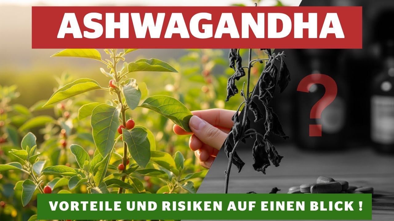 ASHWAGANDHA:  Vorteile und Risiken auf einen Blick !