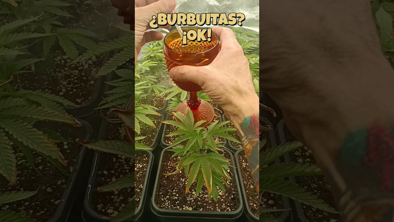 🔥 Mi Sistema de CO₂: Simple, Barato y Efectivo 🌿💨 #Shorts