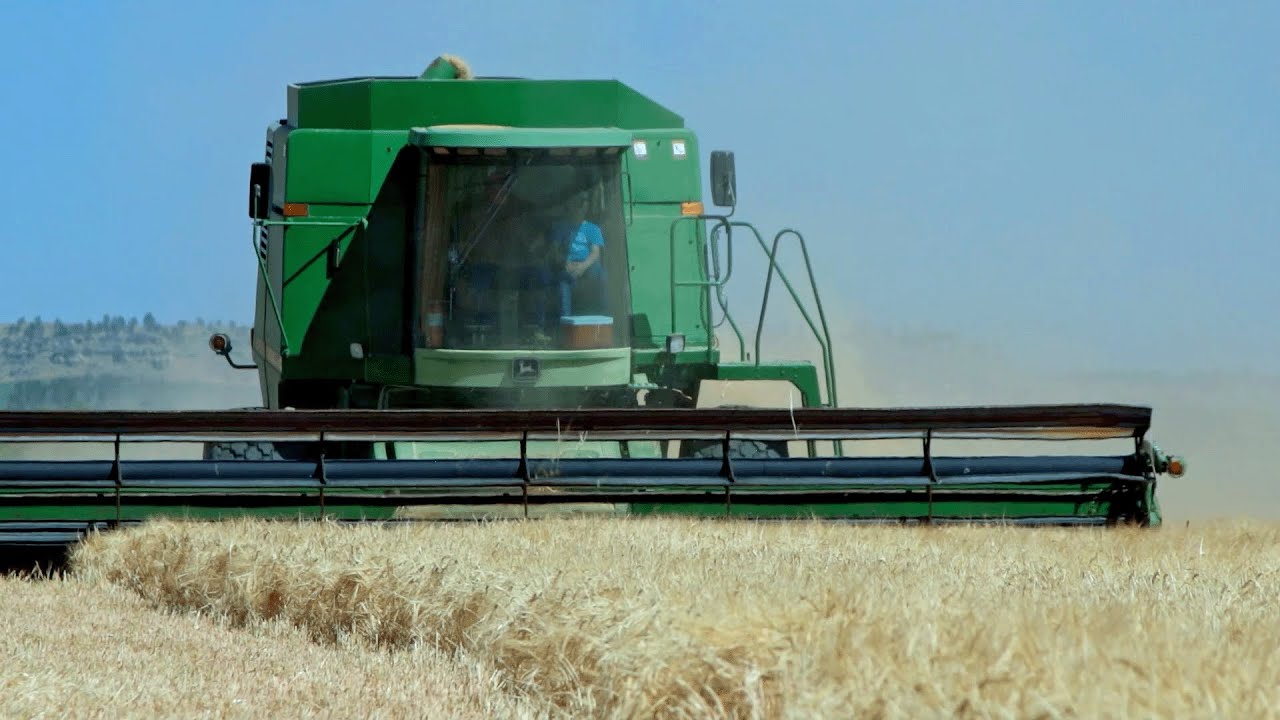 Molson Coors High Country Barley Harvest Underway