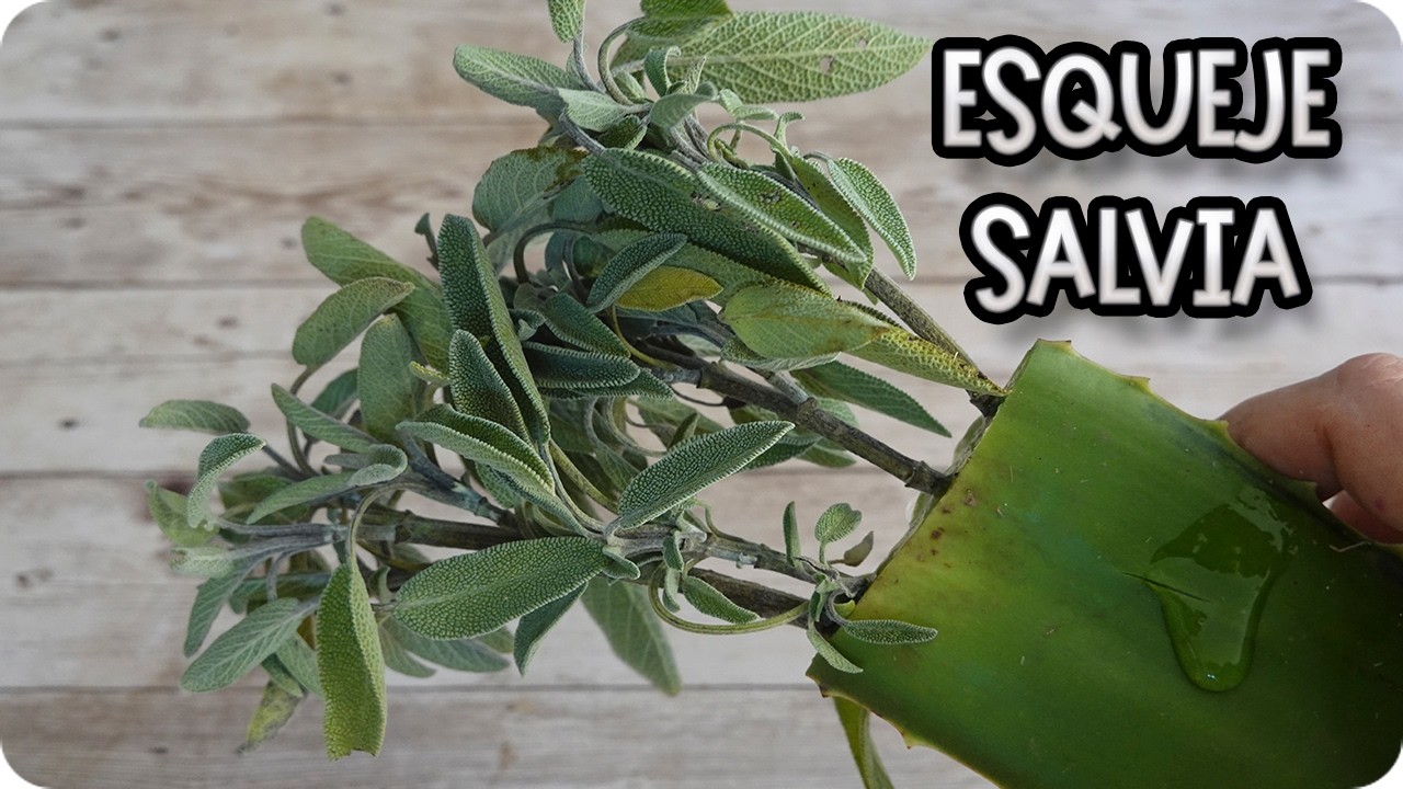 Miles De Salvia Por Esqueje : La Forma mas fácil de reproducirlas Paso A Paso || La Huertina De Toni