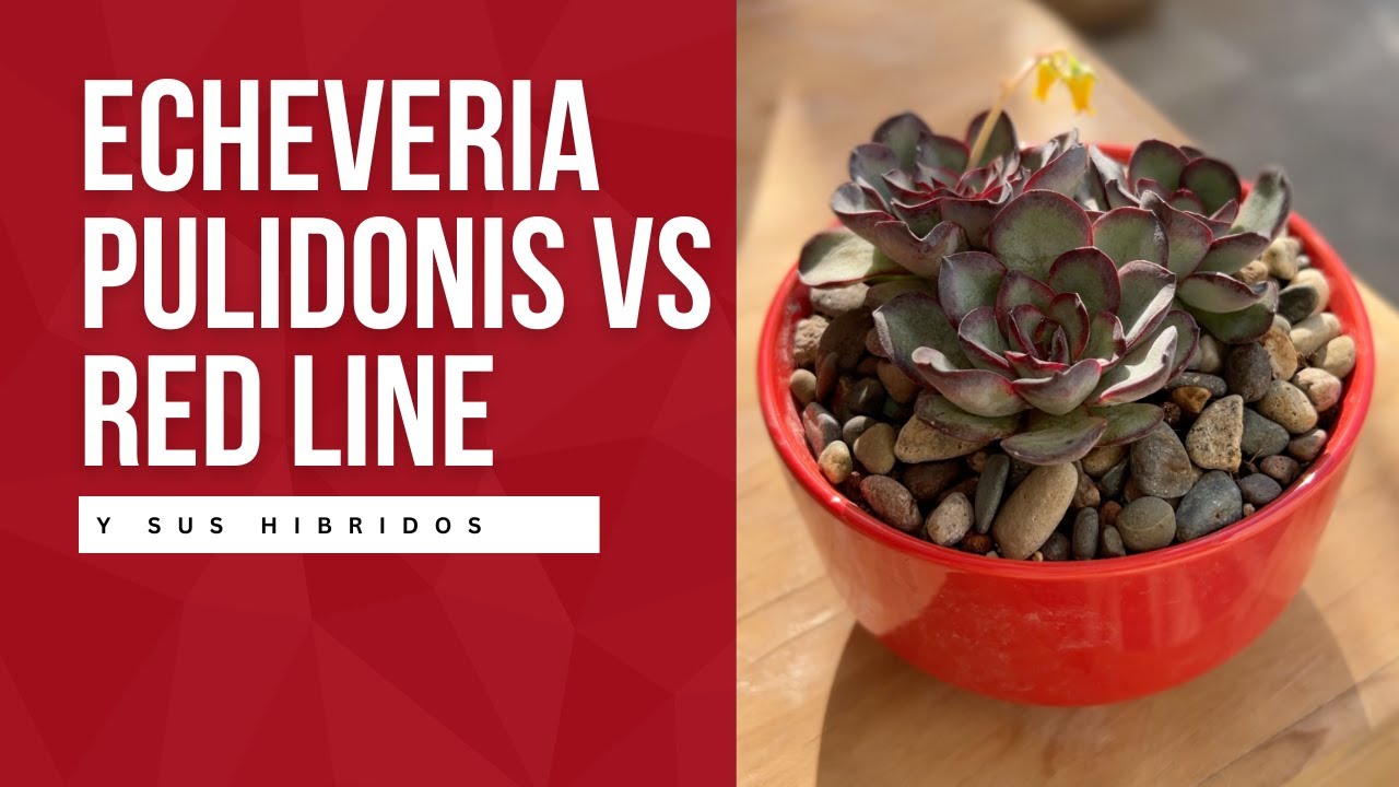 Recuperando a mi Echeveria Pulidonis red line