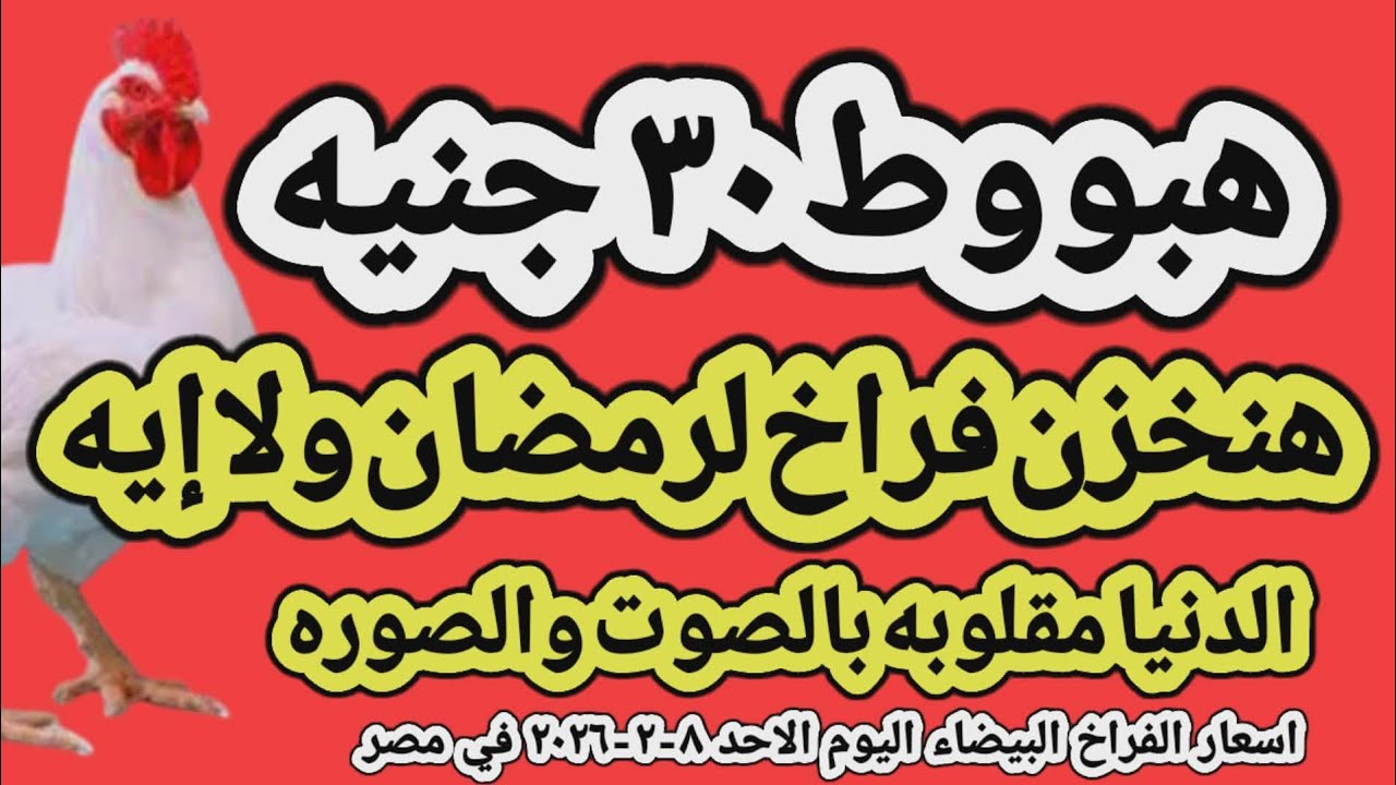 اسعار الفراخ البيضاء اليوم/ سعر الفراخ البيضاء اليوم الاحد ٨-٢-٢٠٢٦ في مصر جمله وقطاعي