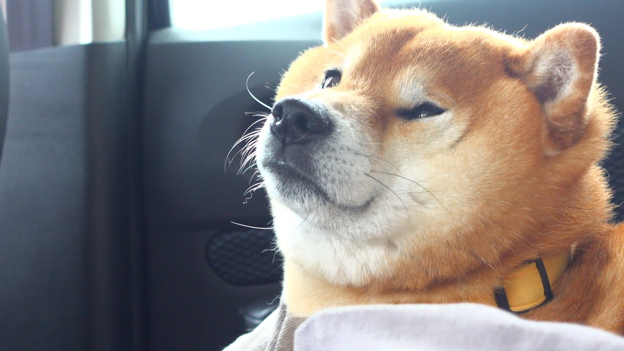 病院嫌いの柴犬が見慣れた景色を見て絶望する瞬間。