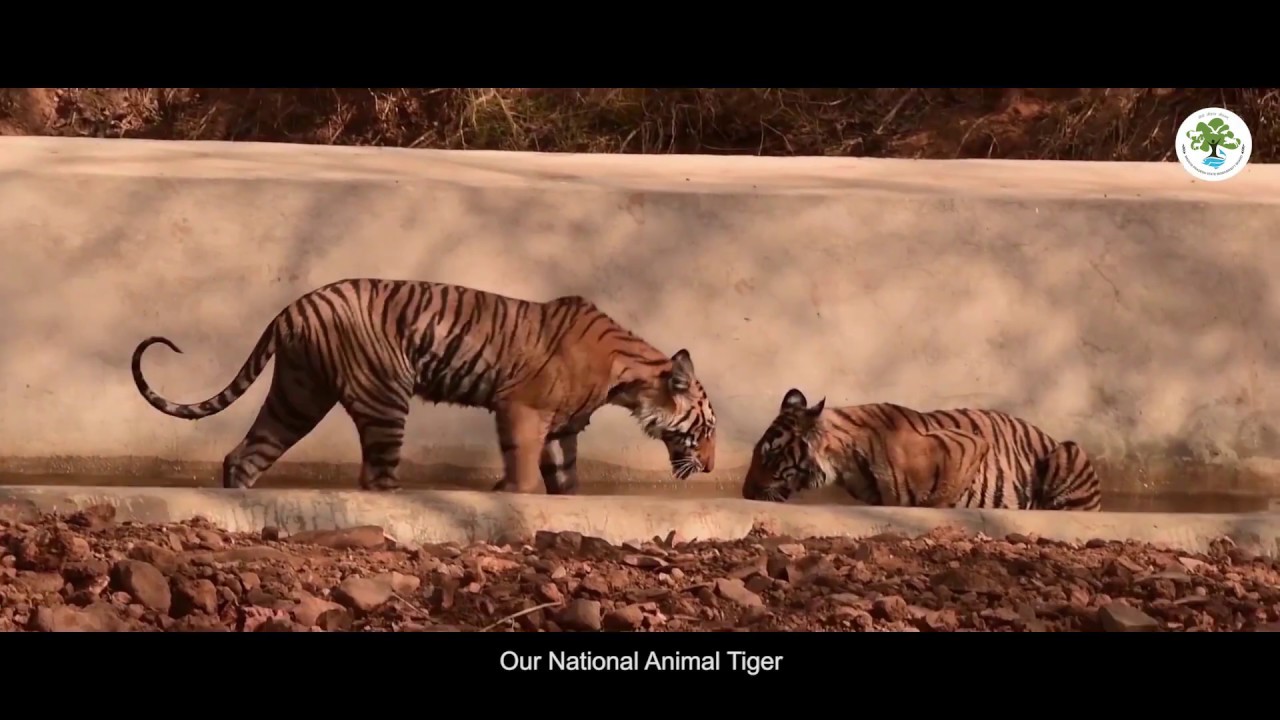 Madhya Pradesh ki Jaivvividhta: Hamari Dharohar (Biodiversity of Madhya Pradesh: Our Heritage)