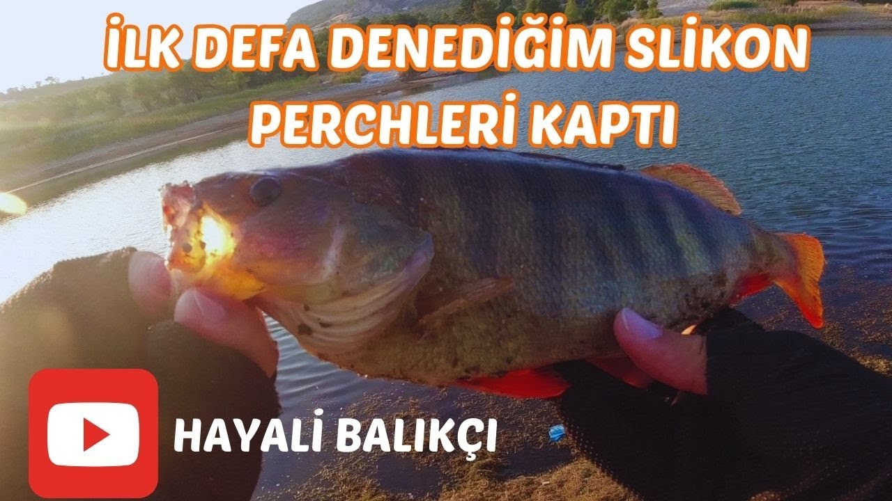 SABAH SUYU PERCH AVI!!! ( İLK DEFA DENEDİĞİM SLİKON BEKLENMEDİK ANDA PERCHLERİ KAPTI BENİ ŞAŞIRTTI)