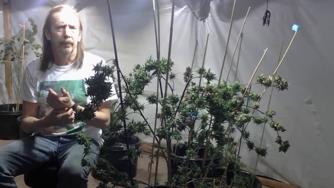Cannabis: SELECTIVE HARVESTING