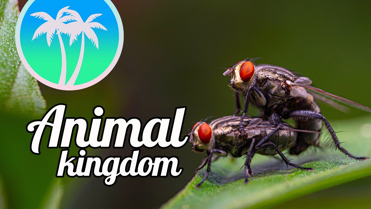Top 100 Animal Names in Thai Language #speakthai #thai