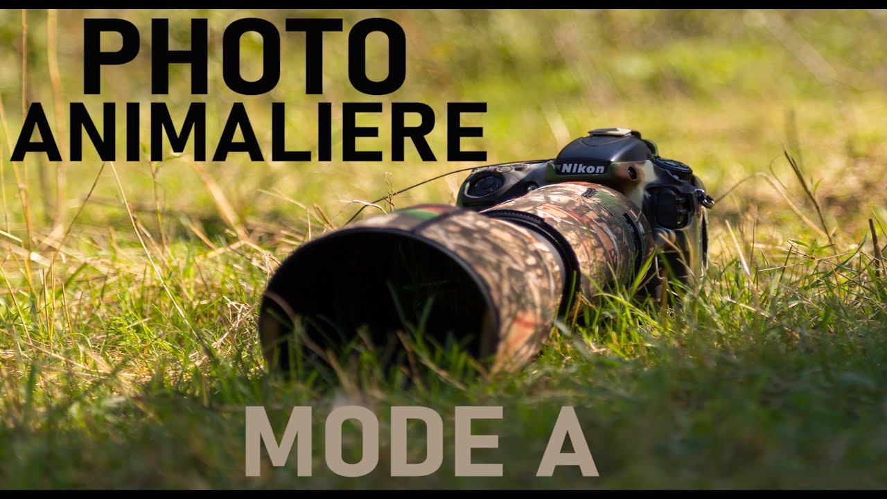 MODE A : Photographie Animalière : La Profondeur de Champ