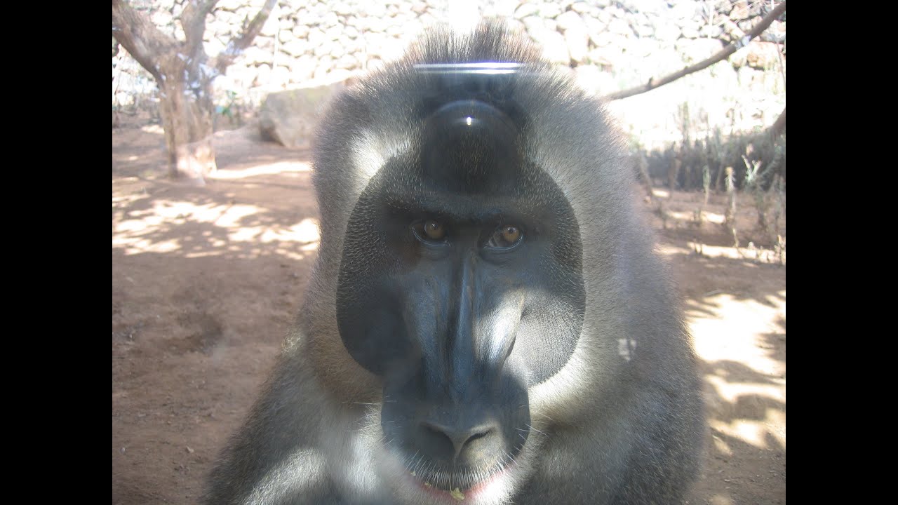 Monkey Park Tenerife