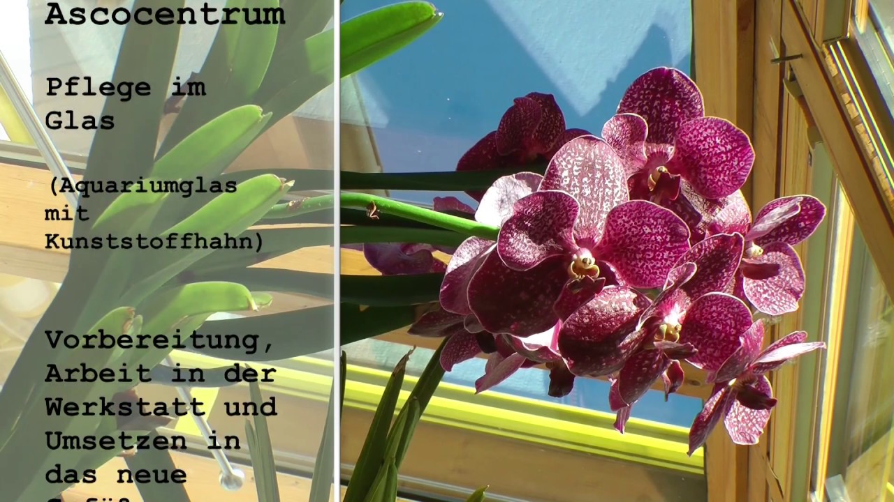 Vanda im Glas