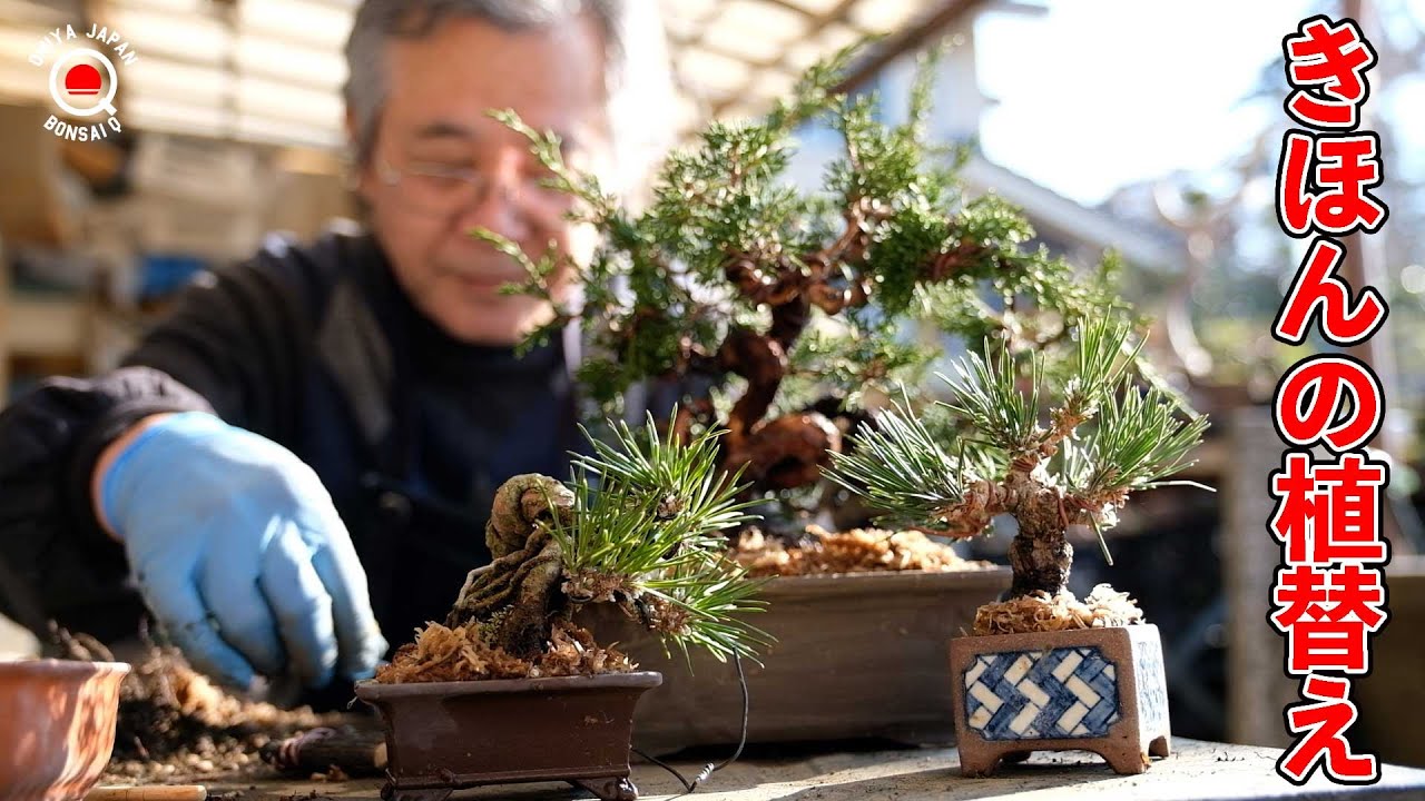 今更聞けない、盆栽の植替え方法【盆栽Q】