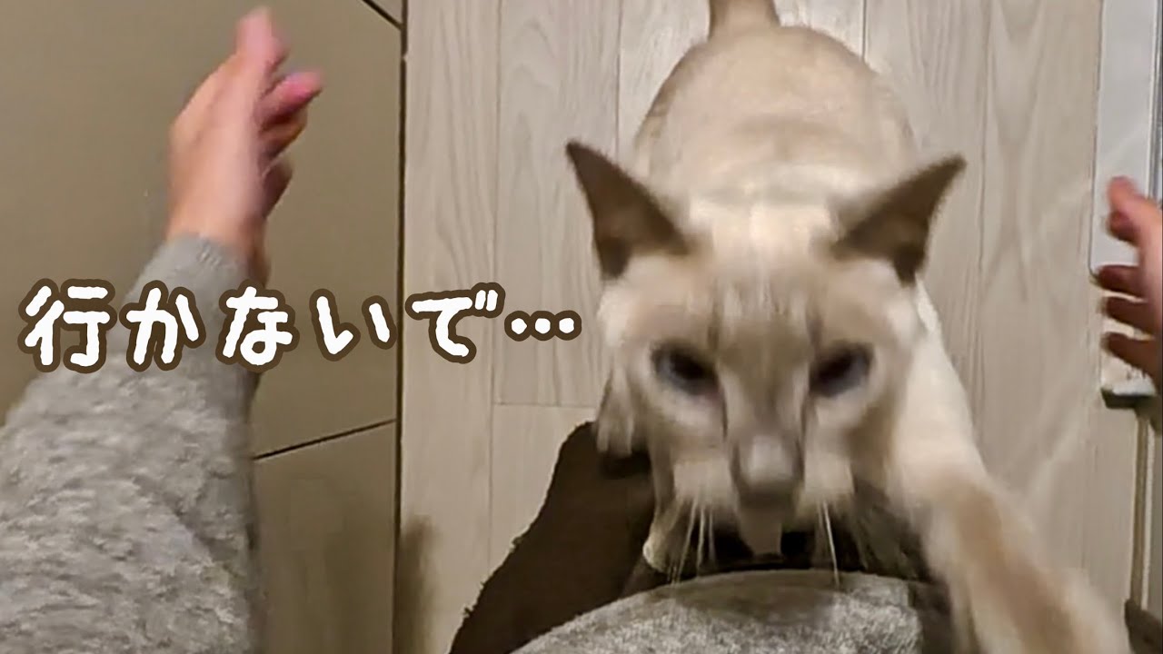 パパ行かないで…鳴いてお見送りする甘えん坊猫【猫の鳴き声】