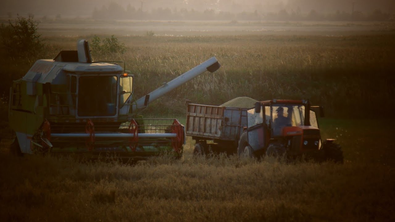 🌾Żniwa 2018 o zachodzie słońca 🌾Claas dominator 106 & Ursus 1614🌾