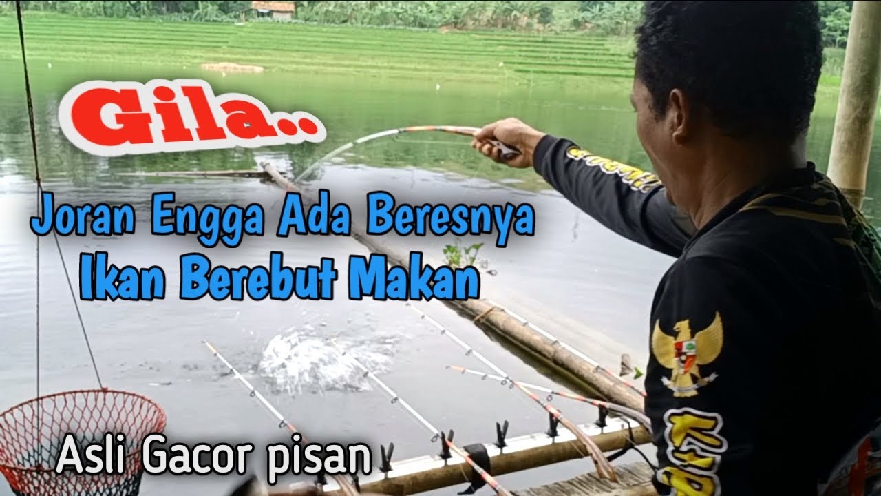 GILA   Kerepotan sampe joran Engga ada beres nya ikan Berebut makan tauran di lapak