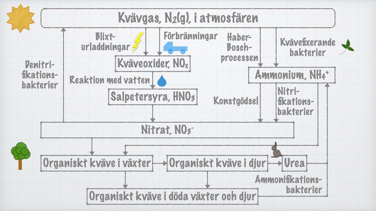 Kvävets kretslopp