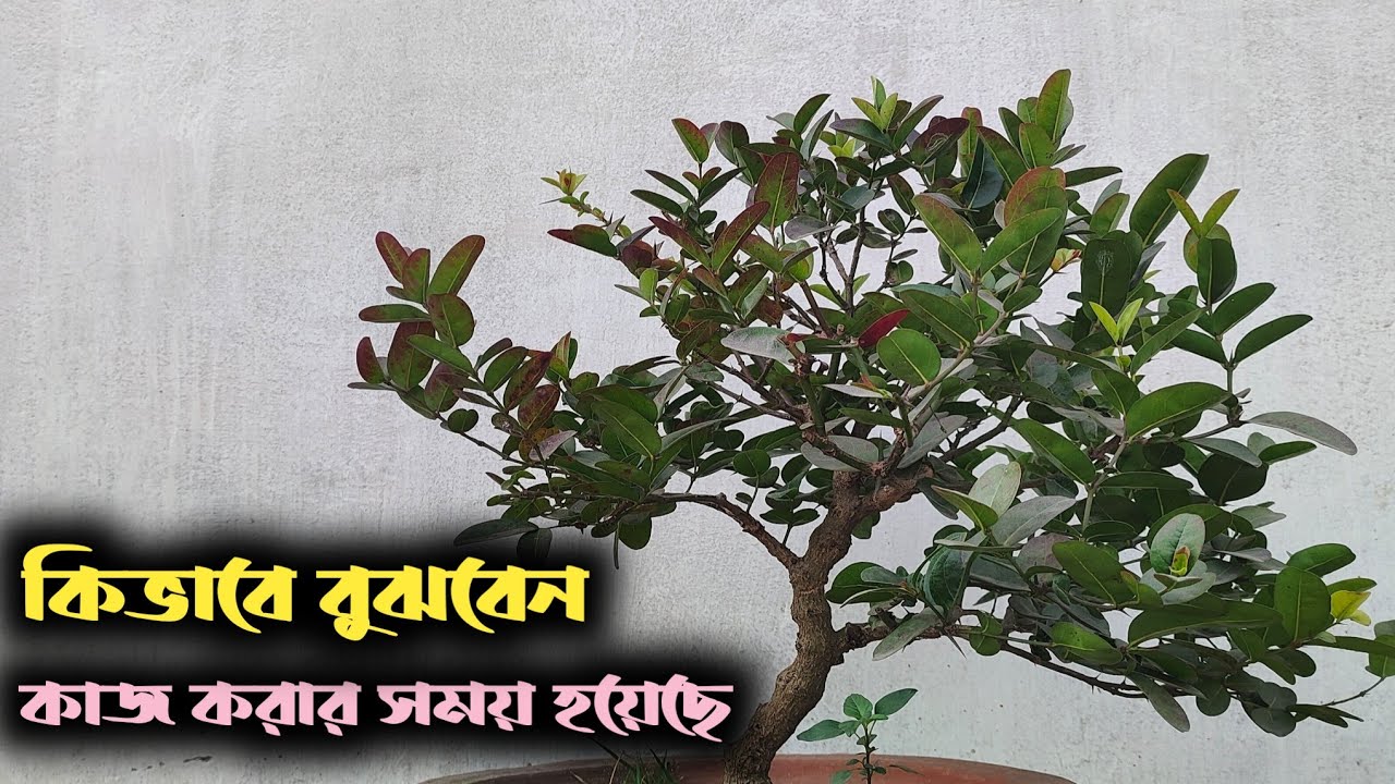 How do you know when it's time to prune your bonsai tree