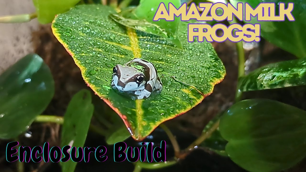 Milk Frog Enclosure Build!